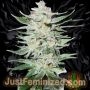 White Rhino Marijuana Strain by Just Feminized For Sale Online at Cannabis Seeds Outlet