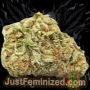 Just Feminized White Rhino Smoke Buds Weed Ganja Skunk Dope Pot Images Pics Nuggets