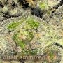 White Rhino by Just Feminized THC Content Potency Strength CBD Height Yield Flowering Time Indica Sativa Genetics