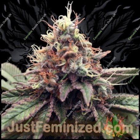 White Rhino Fast V Marijuana Strain by Just Feminized For Sale Online at Cannabis Seeds Outlet