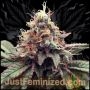 White Rhino Fast V Marijuana Strain by Just Feminized For Sale Online at Cannabis Seeds Outlet