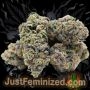 Just Feminized White Rhino Fast V Smoke Buds Weed Ganja Skunk Dope Pot Images Pics Nuggets