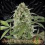 White Widow Auto Marijuana Strain by Just Feminized For Sale Online at Cannabis Seeds Outlet
