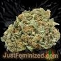 Just Feminized White Widow Auto Smoke Buds Weed Ganja Skunk Dope Pot Images Pics Nuggets