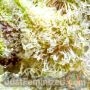 White Widow Auto by Just Feminized THC Content Potency Strength CBD Height Yield Flowering Time Indica Sativa Genetics