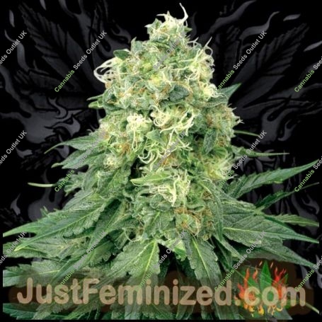 White Widow Marijuana Strain by Just Feminized For Sale Online at Cannabis Seeds Outlet