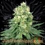 White Widow Marijuana Strain by Just Feminized For Sale Online at Cannabis Seeds Outlet