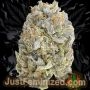 Just Feminized White Widow Smoke Buds Weed Ganja Skunk Dope Pot Images Pics Nuggets