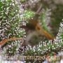 White Widow by Just Feminized THC Content Potency Strength CBD Height Yield Flowering Time Indica Sativa Genetics