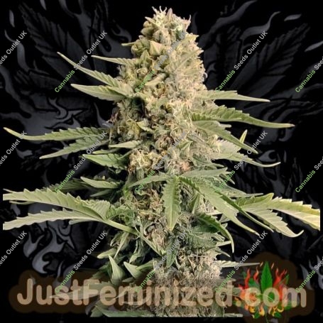 White Widow CBD Auto Marijuana Strain by Just Feminized For Sale Online at Cannabis Seeds Outlet