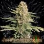 White Widow CBD Auto Marijuana Strain by Just Feminized For Sale Online at Cannabis Seeds Outlet