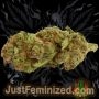 Just Feminized White Widow CBD Auto Smoke Buds Weed Ganja Skunk Dope Pot Images Pics Nuggets