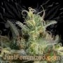 White Widow CBD Auto by Just Feminized THC Content Potency Strength CBD Height Yield Flowering Time Indica Sativa Genetics