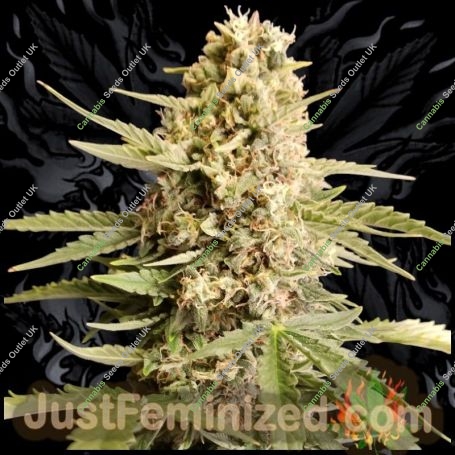 White Widow CBD Marijuana Strain by Just Feminized For Sale Online at Cannabis Seeds Outlet