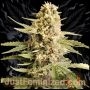 White Widow CBD Marijuana Strain by Just Feminized For Sale Online at Cannabis Seeds Outlet
