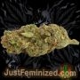 Just Feminized White Widow CBD Smoke Buds Weed Ganja Skunk Dope Pot Images Pics Nuggets