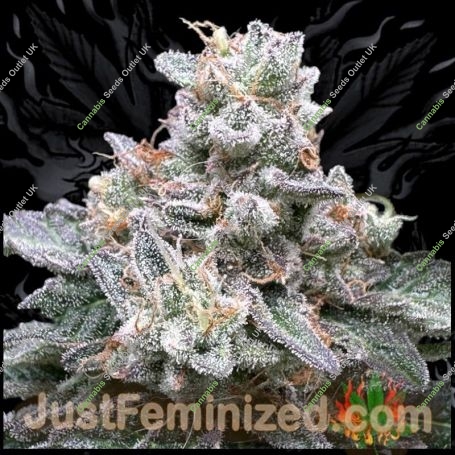 Zerealz Milk Marijuana Strain by Just Feminized For Sale Online at Cannabis Seeds Outlet
