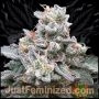 Zerealz Milk Marijuana Strain by Just Feminized For Sale Online at Cannabis Seeds Outlet