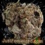 Just Feminized Zerealz Milk Smoke Buds Weed Ganja Skunk Dope Pot Images Pics Nuggets
