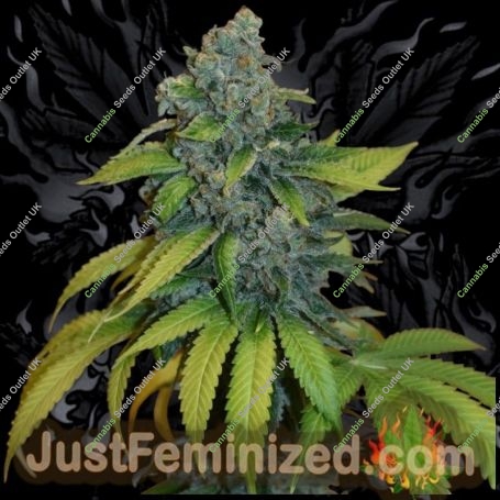 Zkittles Auto Marijuana Strain by Just Feminized For Sale Online at Cannabis Seeds Outlet