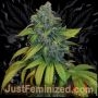 Zkittles Auto Marijuana Strain by Just Feminized For Sale Online at Cannabis Seeds Outlet