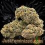 Just Feminized Zkittles Auto Smoke Buds Weed Ganja Skunk Dope Pot Images Pics Nuggets