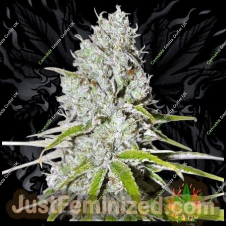 Zkittles Marijuana Strain by Just Feminized For Sale Online at Cannabis Seeds Outlet
