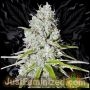 Zkittles Marijuana Strain by Just Feminized For Sale Online at Cannabis Seeds Outlet