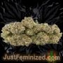 Just Feminized Zkittles Smoke Buds Weed Ganja Skunk Dope Pot Images Pics Nuggets