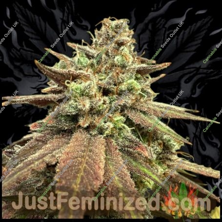 Zkittlez Tree Auto Marijuana Strain by Just Feminized For Sale Online at Cannabis Seeds Outlet