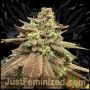 Zkittlez Tree Auto Marijuana Strain by Just Feminized For Sale Online at Cannabis Seeds Outlet