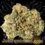 Just Feminized Zkittlez Tree Auto Smoke Buds Weed Ganja Skunk Dope Pot Images Pics Nuggets