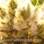 Zkittlez Tree Auto by Just Feminized THC Content Potency Strength CBD Height Yield Flowering Time Indica Sativa Genetics