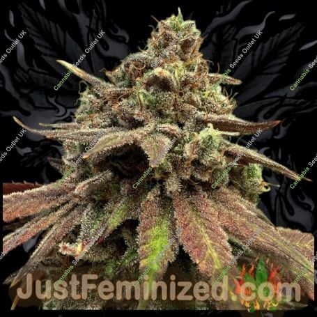 Zkittlez Tree Marijuana Strain by Just Feminized For Sale Online at Cannabis Seeds Outlet