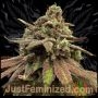 Zkittlez Tree Marijuana Strain by Just Feminized For Sale Online at Cannabis Seeds Outlet