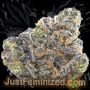 Just Feminized Zkittlez Tree Smoke Buds Weed Ganja Skunk Dope Pot Images Pics Nuggets
