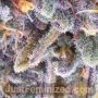 RS11 Rainbow Sherbet Auto by Just Feminized THC Content Potency Strength CBD Height Yield Flowering Time Indica Sativa Genetics
