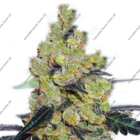 Critical Cheese Auto Feminized Marijuana Strain by Our Own Weed Breeders For Sale Online at Cannabis Seeds Outlet