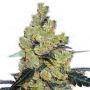 Critical Cheese Auto Feminized Marijuana Strain by Our Own Weed Breeders For Sale Online at Cannabis Seeds Outlet
