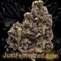 Just Feminized Purple Kush Auto Smoke Buds Weed Ganja Skunk Dope Pot Images Pics Nuggets