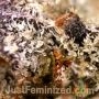 Persian Krumble Auto by Just Feminized THC Content Potency Strength CBD Height Yield Flowering Time Indica Sativa Genetics