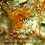 Orange Bud by Just Feminized THC Content Potency Strength CBD Height Yield Flowering Time Indica Sativa Genetics