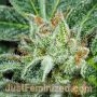 OG Kush Fast V by Just Feminized THC Content Potency Strength CBD Height Yield Flowering Time Indica Sativa Genetics