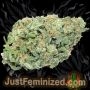 Just Feminized OG Kush Fast V Smoke Buds Weed Ganja Skunk Dope Pot Images Pics Nuggets