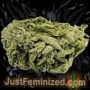 Just Feminized NYC Diesel Fast V Smoke Buds Weed Ganja Skunk Dope Pot Images Pics Nuggets