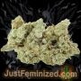 Just Feminized Moby Dick Haze Auto Smoke Buds Weed Ganja Skunk Dope Pot Images Pics Nuggets