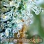 Mango Gushers Auto by Just Feminized THC Content Potency Strength CBD Height Yield Flowering Time Indica Sativa Genetics