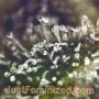 Grandaddy Purple Fast V by Just Feminized THC Content Potency Strength CBD Height Yield Flowering Time Indica Sativa Genetics