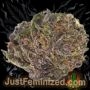 Just Feminized Grandaddy Purple Fast V Smoke Buds Weed Ganja Skunk Dope Pot Images Pics Nuggets