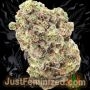 Just Feminized Gorilla Fritters Auto Smoke Buds Weed Ganja Skunk Dope Pot Images Pics Nuggets
